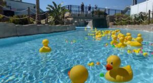 Duck race