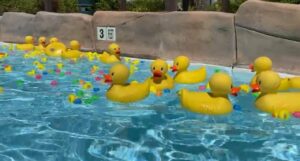 Ducks bobbing along