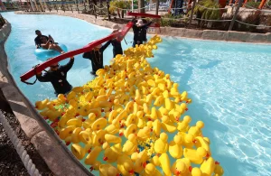 Duck race underway with lifeguards helping guide the rubber duckies floating down the lazy river at Island H20 Waterpark
