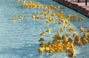 Duck race underway with rubber duckies floating down the lazy river at Island H20 Waterpark