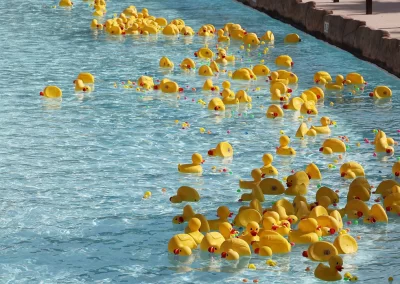 Duck race underway with rubber duckies floating down the lazy river at Island H20 Waterpark