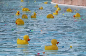 Duck race underway with rubber duckies floating down the lazy river at Island H20 Waterpark