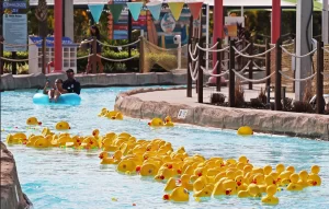 Duck race underway with rubber duckies floating down the lazy river at Island H20 Waterpark